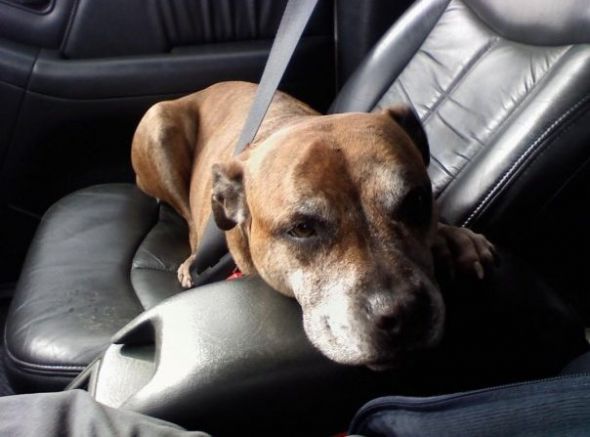 Post your pet pictures!! :  wedding Sash In The Car