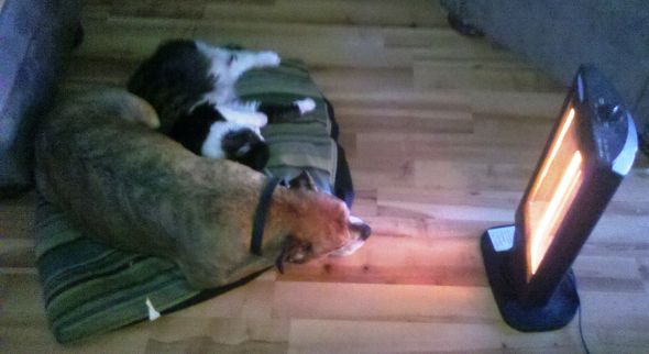 Post your pet pictures!! :  wedding Sasha And Sebass