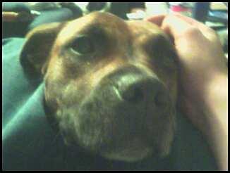Show Me Your Pits! lol (PIT BULLS) :  wedding pets pit bull dog Sasha Up Close