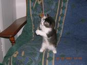 Show us your fur babies! :  wedding pets Sebass Playing