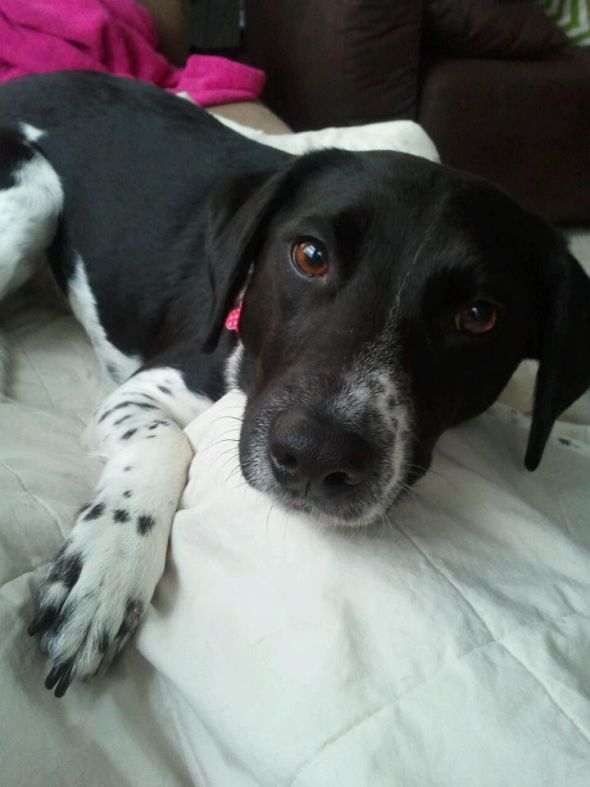 can't wait to pick up our puppy! (& show me your family pic w/ your puppy!) :  wedding pets dogs Derby Girl