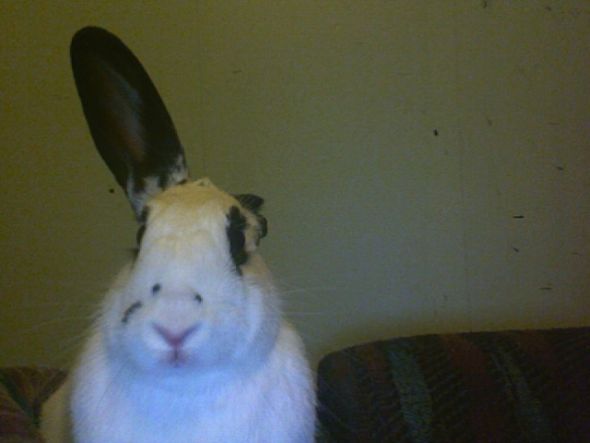 Anyone keep bunnies? :  wedding rabbit bun bunny bunnies rabbits IMG 0116