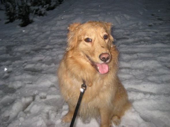 Gratuitous Pet Picture Thread :  wedding Ginger 1