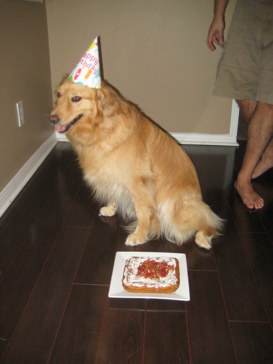 Show me your doggies! :  wedding dogs cute Gingers Birthday