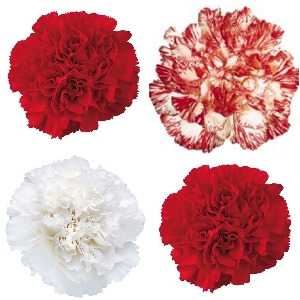 Peppermint Carnations