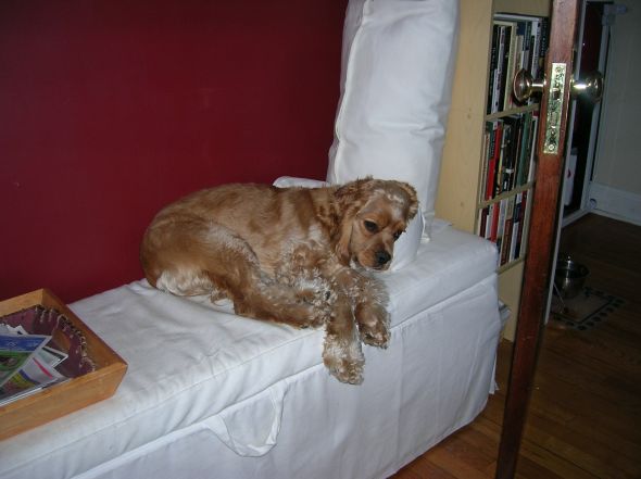 Non-high energy dog breeds? :  wedding Pnut