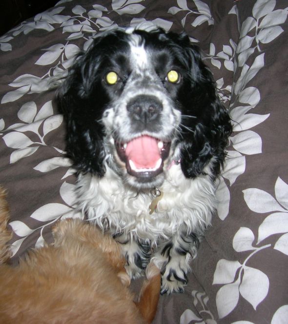 Non-high energy dog breeds? :  wedding Scarlett