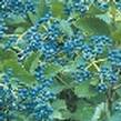 Need help :  wedding Blue Berries