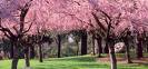 Can you all post pictures of spring? :  wedding Cherry Blossoms