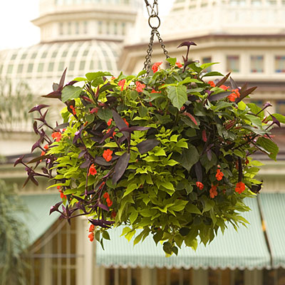 Moss Hanging Baskets