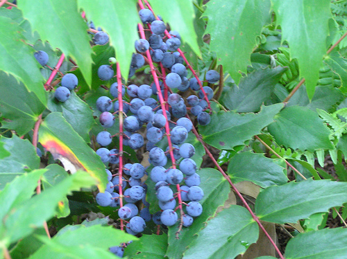 Need help :  wedding Oregon Grape Berries