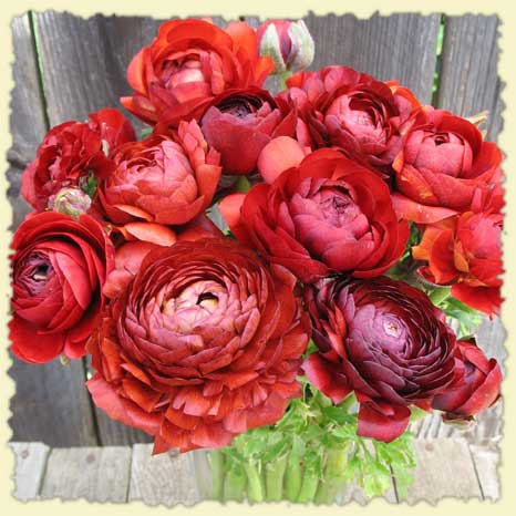 Ranunculus Wedding Bouquet These lush flowers are available from February
