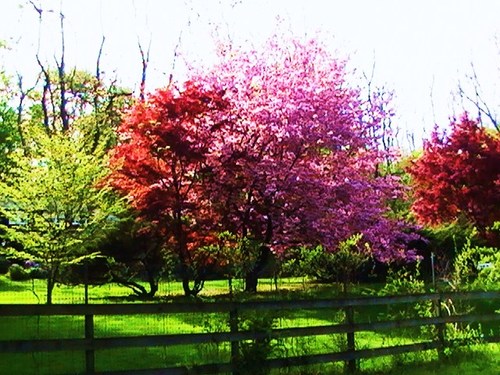 Can you all post pictures of spring? :  wedding Trees
