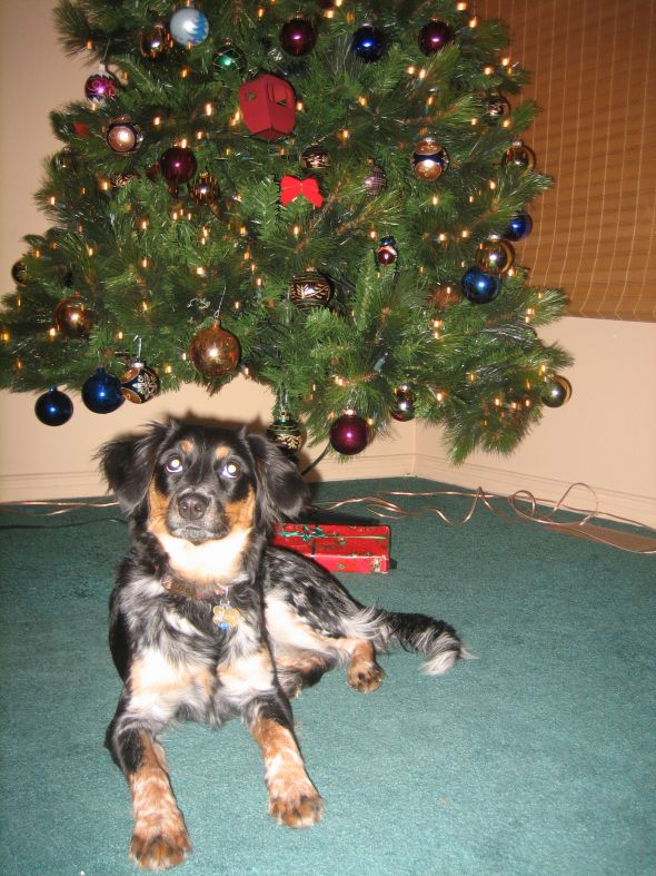 hybrid dog breeds?  Do you have one?  (cute pic of dog included) :  wedding IMG 7352 Xmas09