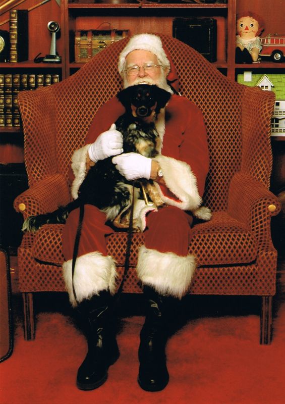 Spinoff: Your Pets During the Holidays :  wedding pet holiday pets during holiday season Santa2