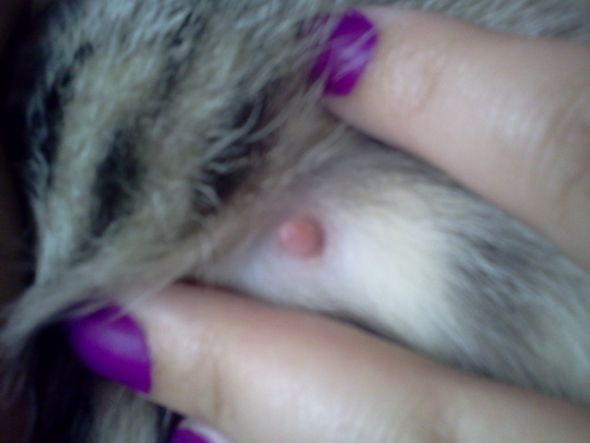 Pregnant Cat Nipple 77