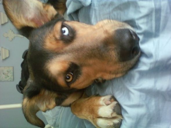My puppy died today... :  wedding pets emotional 16239 581598320536 39500744 34573344 7257947 N