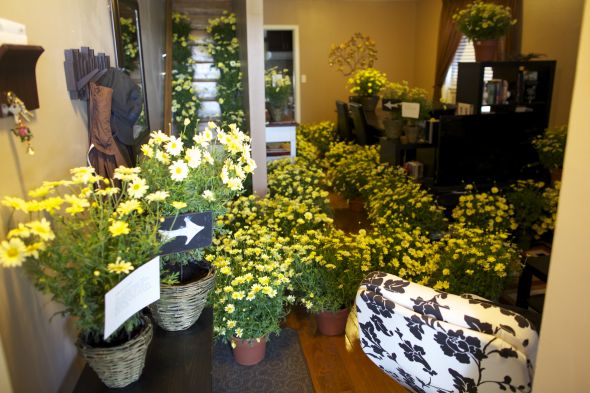 1000 Yellow Daisies