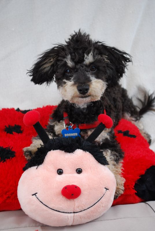 Any Poodle Owners? :  wedding 074