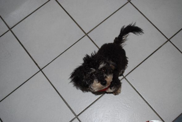 Any Poodle Owners? :  wedding DSC 0245