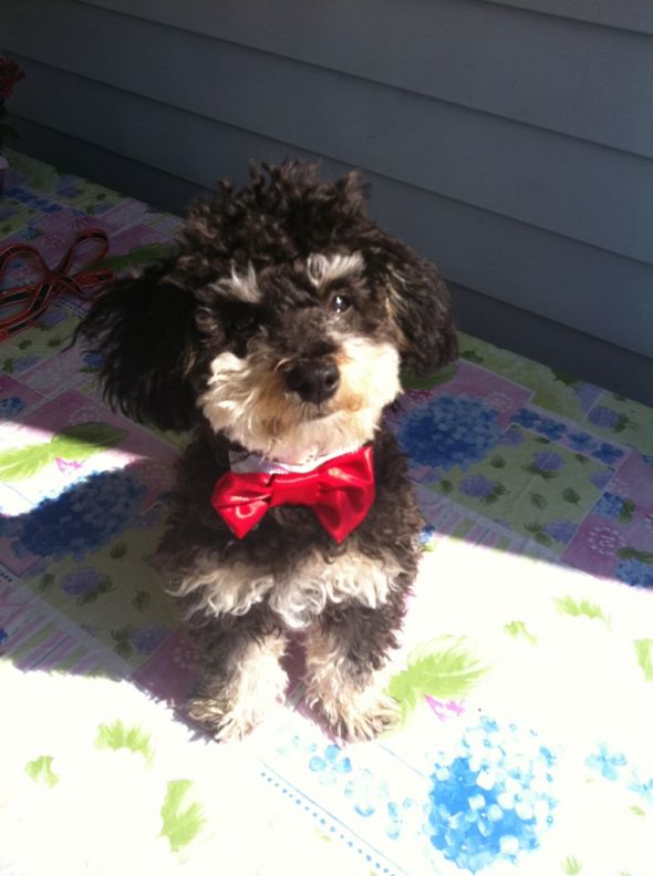 MY ETSY.COM FINDS!!! :  wedding etsy com garter dog pillow basket damask red black white flowers IMG 0255