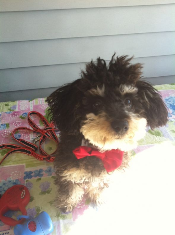 MY ETSY.COM FINDS!!! :  wedding etsy com garter dog pillow basket damask red black white flowers IMG 0257