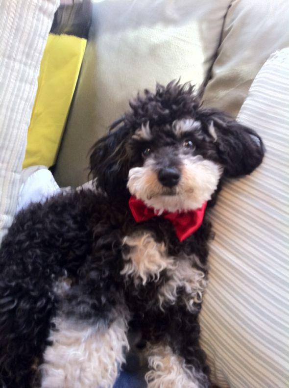 MY ETSY.COM FINDS!!! :  wedding etsy com garter dog pillow basket damask red black white flowers IMG 0262