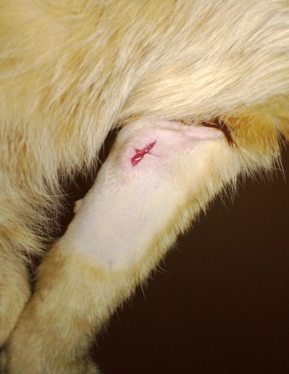 Healing time for my cat any clues? *warning pretty graphic image*