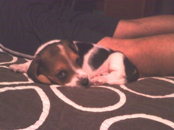 Getting a beagle/basset hound mix soon... show me pics of your beagle or basset! : wedding beagle puppy dog basset hound Edie