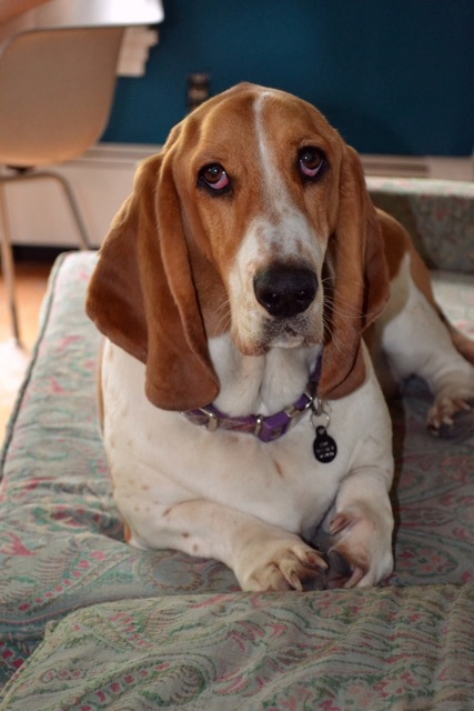 Getting a beagle/basset hound mix soon... show me pics of your beagle or basset! : wedding beagle puppy dog basset hound Edie2