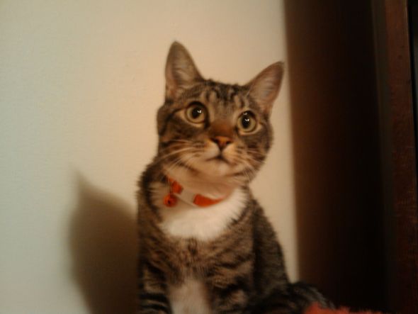 Tabby appreciation thread :  wedding 2009 09 10 00.03.47