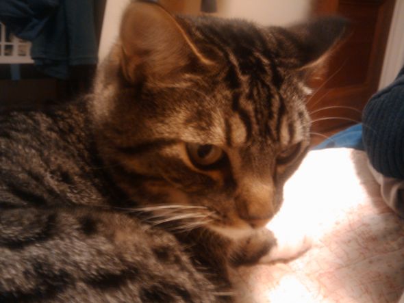 Tabby appreciation thread :  wedding 2010 05 19 21.29.35