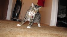 Tabby appreciation thread :  wedding Cat