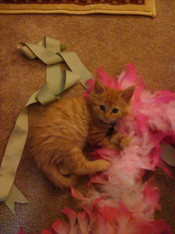 my new orange baby! :  wedding new kitty Weasley