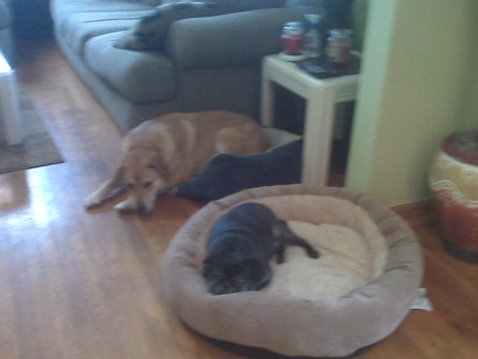 Precious Pugs! : wedding pugs pets IMG00240