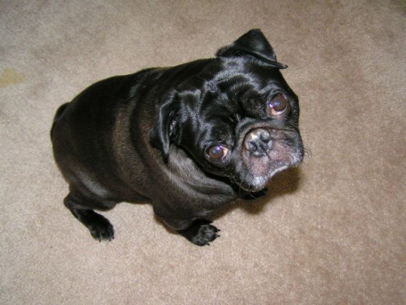 Precious Pugs! : wedding pugs pets Petey 2