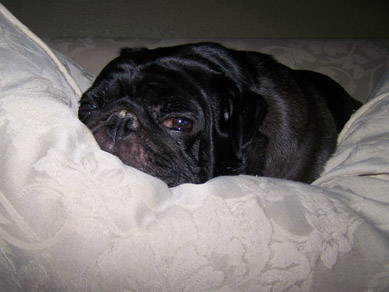 Precious Pugs! : wedding pugs pets Petey 4