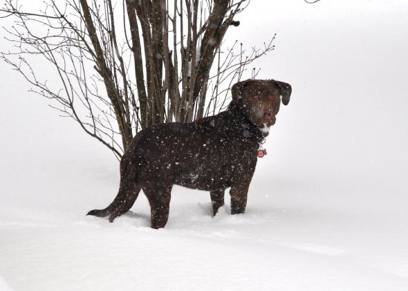 Dogs in Snow - Show me yours! :  wedding snow puppy dog play Brutus Snow