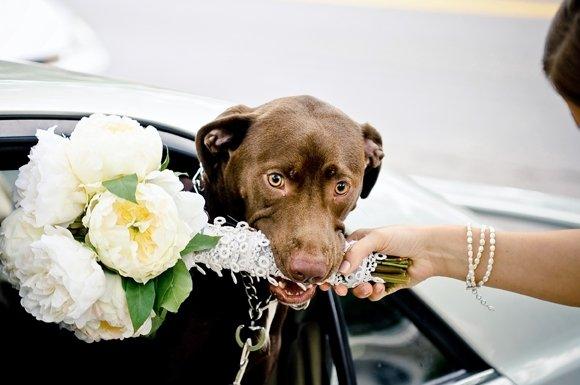 Real or Fake? :  wedding Brutus With Bouq