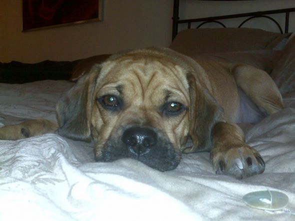 Does anyone have a Puggle? Questions for you... : wedding BuckFace