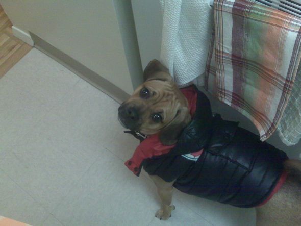 Does anyone have a Puggle? Questions for you... : wedding BuckJacket