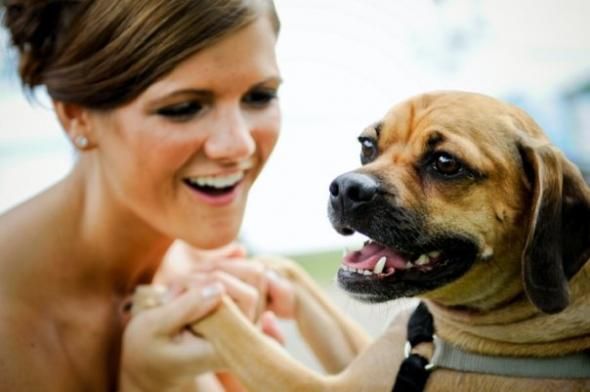 Does anyone have a Puggle? Questions for you... : wedding Me And Bubs