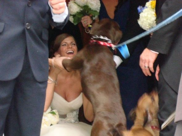Dogs in the wedding: TIPS :  wedding dogs bark tips pets Wedding2