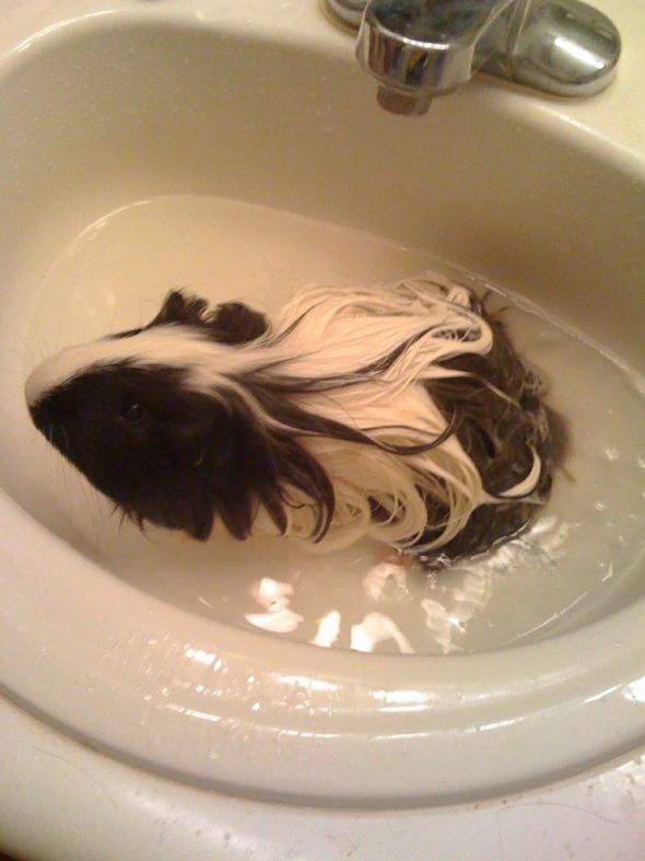 Anyone have any exotic pets? :  wedding Bath Time
