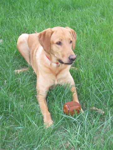 hybrid dog breeds?  Do you have one?  (cute pic of dog included) :  wedding BuddyandhisFootball Small