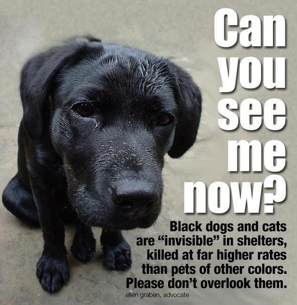 black pets