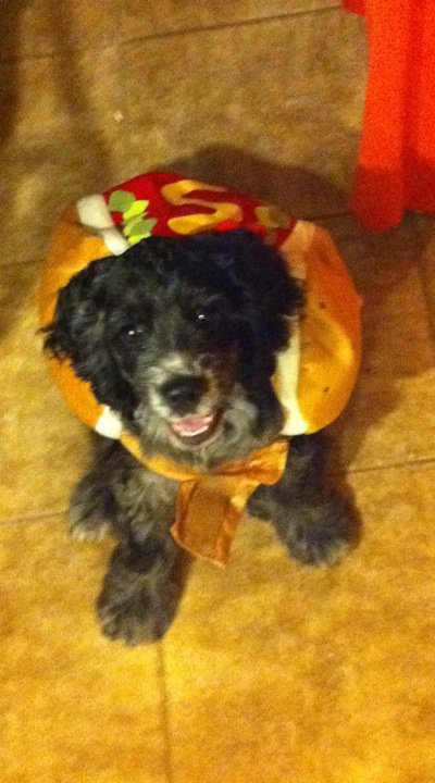 Are you a dog or a cat person? : wedding Sgt Pepper