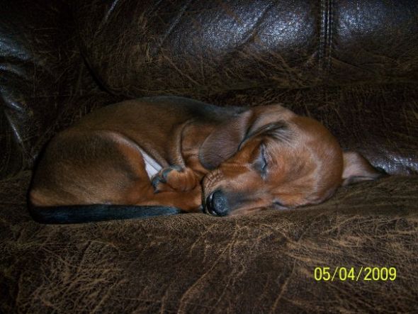 Should we get a daschund? :  wedding Simon