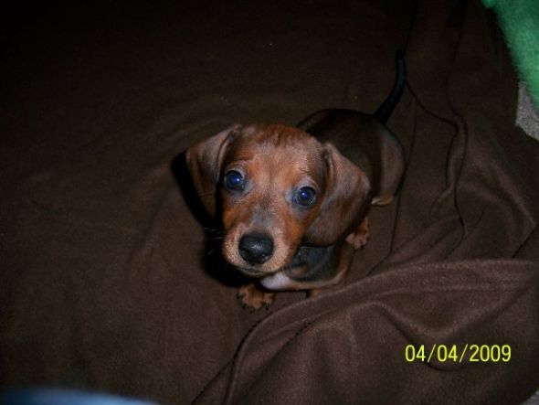 Should we get a daschund? :  wedding Simon1