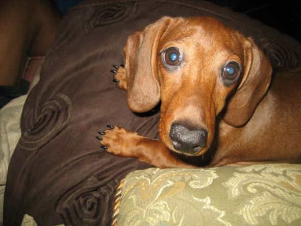 Dog owners -  post puppy pics! :  wedding Aubrey Closeup